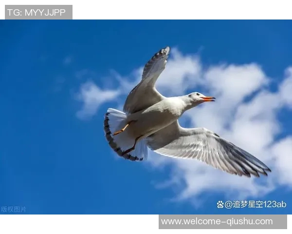 诺维茨基对弗拉格的寄语：无论结果如何都要保持积极心态继续前行